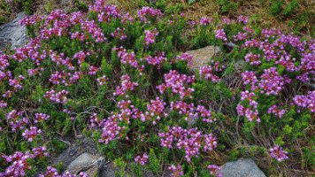 Day 1 - Heather - I love heather 2