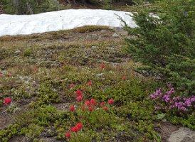 Day 1 - Painbrush, heather and snowfields