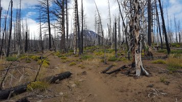 Day 1 - Pole Creek Burn of 2012 - massive