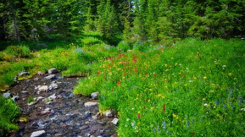 Day 3 - Bouquet and Creek 2