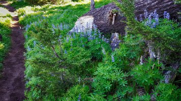 Day 3 - Lupin along the trail
