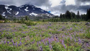 Day 3 - Middle Sis and Lupine