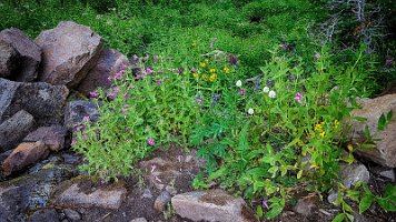 Day 3 - Nature's Bouquet 2