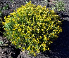 Day 4 - In the Burn, Life Continues