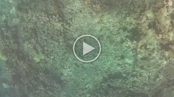 Dead Coral