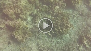 NORM_0010