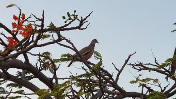 Ring-eyed pigeon