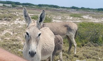 Day 2 Donkeys