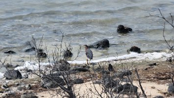 Green Heron