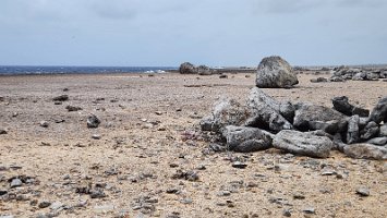 Day 5 Least Terns dive bombins us