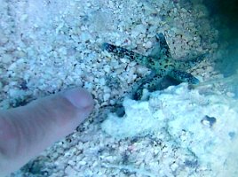 Baby Star fish