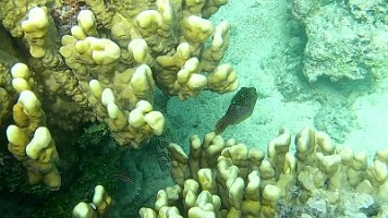 Box Fish and Grouper 15
