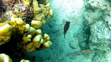 Box Fish and Grouper 24