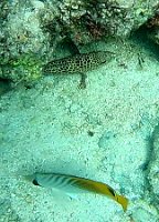 Box Fish and Grouper 29