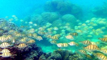Convict fish huge school 2 017