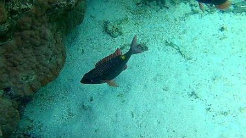 Convict fish huge school 2 132