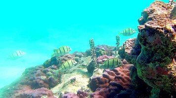 Convicts on Coral 1