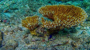 Flat top coral - pretty 39-Rod-PC