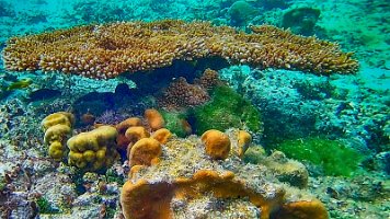 Flat top coral 030