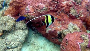 Moorish Idol 2