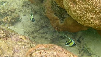 Moorish Idol(1) 092