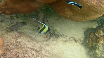 Moorish Idol(1) 095