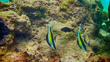 Moorish Idol(1) 288-Rod-PC