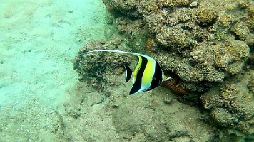 Moorish Idol