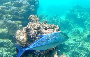 bluefin trevally - nice video 0372