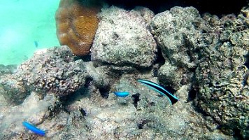bluestreak cleaner and and other small fish 11