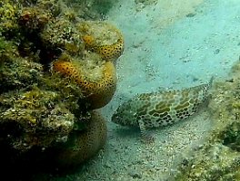 bottom grouper and sea cucumberand pennants 032