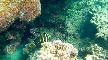 brown and white striped angel fish 062