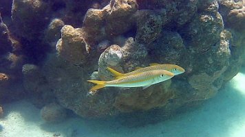 brown white yellow stripes - nice video 151