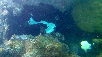 coral and canyons and big fish in hole 094