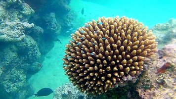 coral and small blue fish hiding in it 07