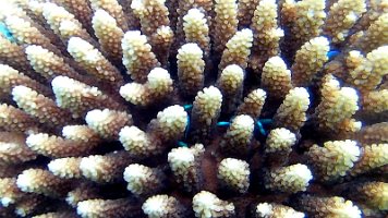 coral and small blue fish hiding in it 63
