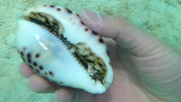 cowrie 2 026