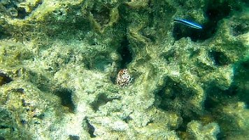 cowrie shell in coral 067