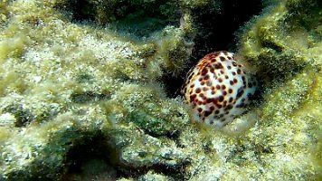 cowrie shell in coral 094