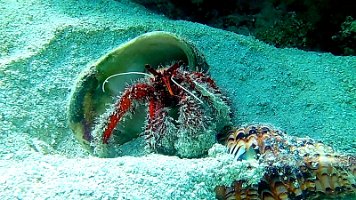 crab eating crab 158