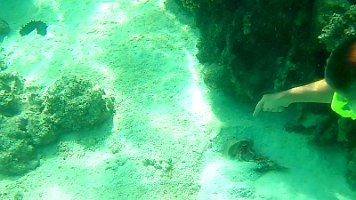 crab eating crab 298