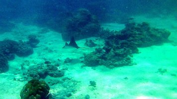 eagle ray 013