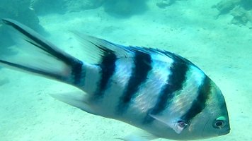 goatfish herd 156