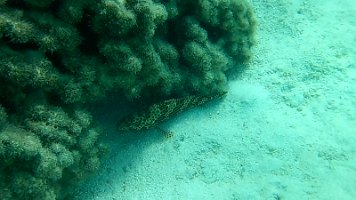 grouper 2 65