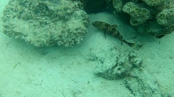 grouper 41