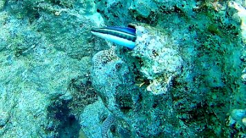 hiding fish 183