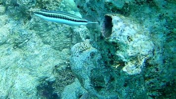 hiding fish 184