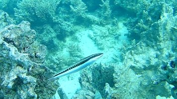 hiding fish 189