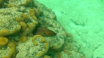 morey eel 2 099