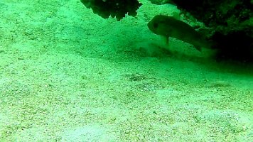 porcupine fish 144